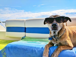 labrador sunglasses beach