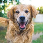 Senior Dog Food