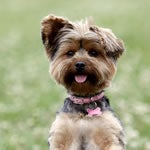 portrat-dog2