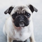 pug1