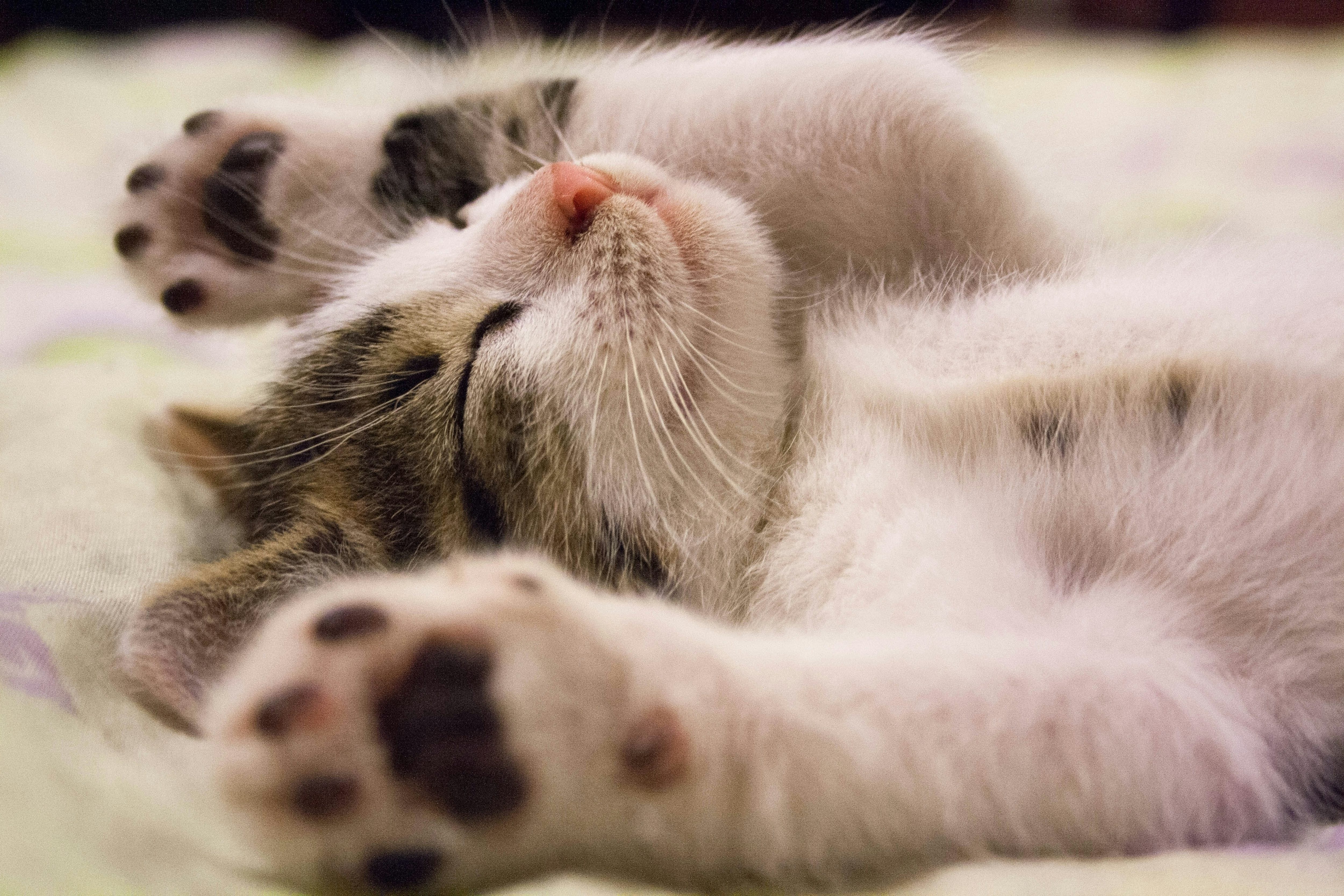 Raw Cat Food