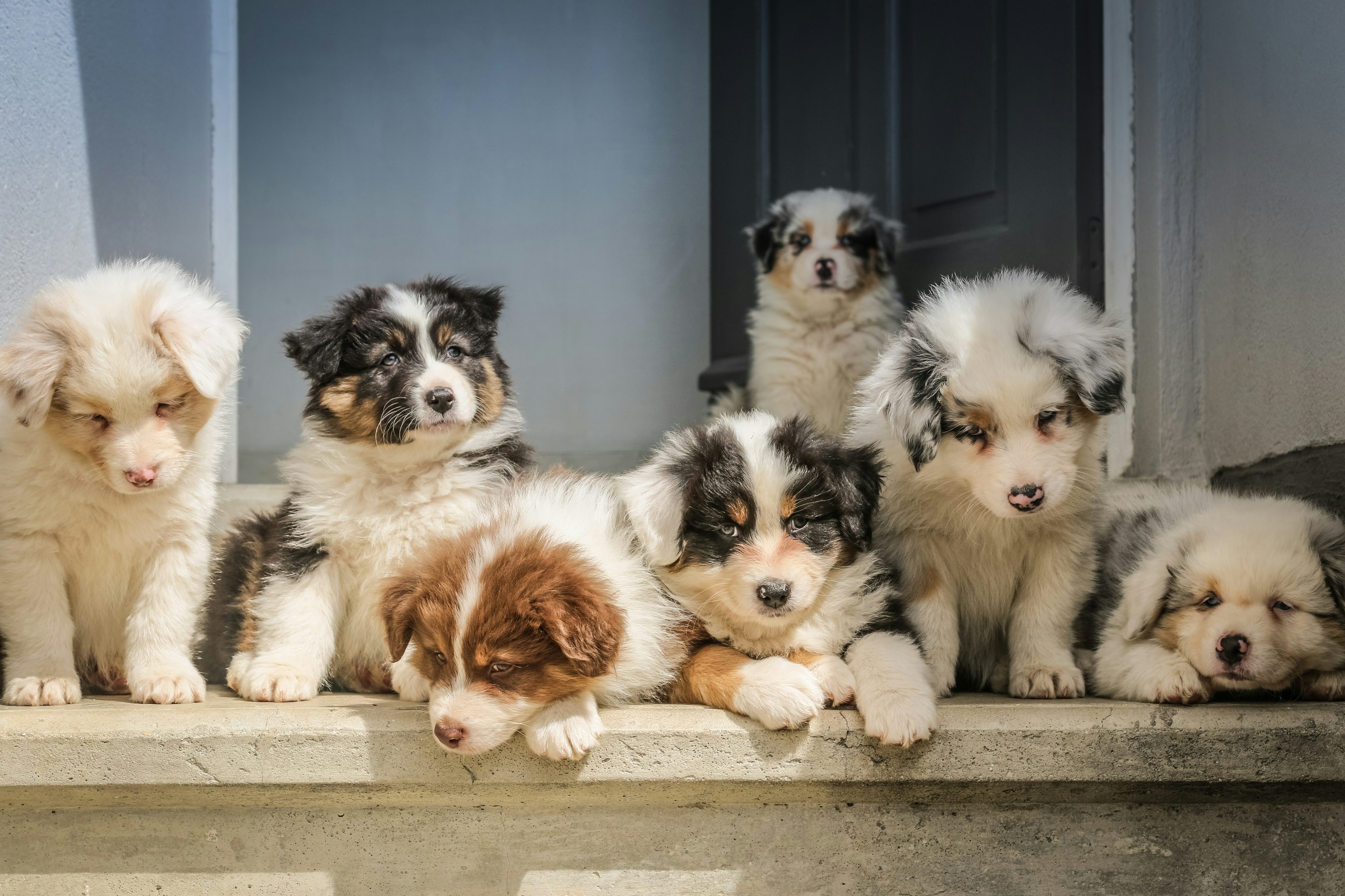 Breeders Pack