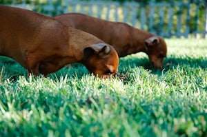 enrichment for dogs