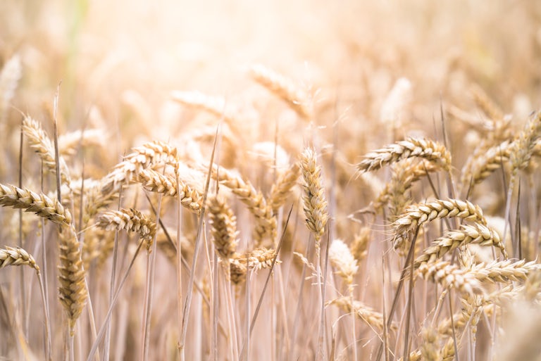 wheat grains in a field