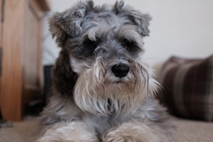Pancreatitis in dogs, schnauzer