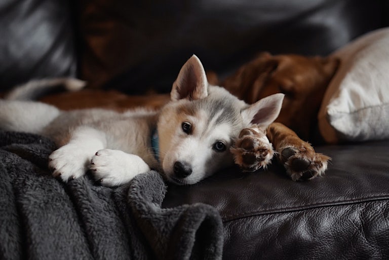 Dog Calm with Fireworks