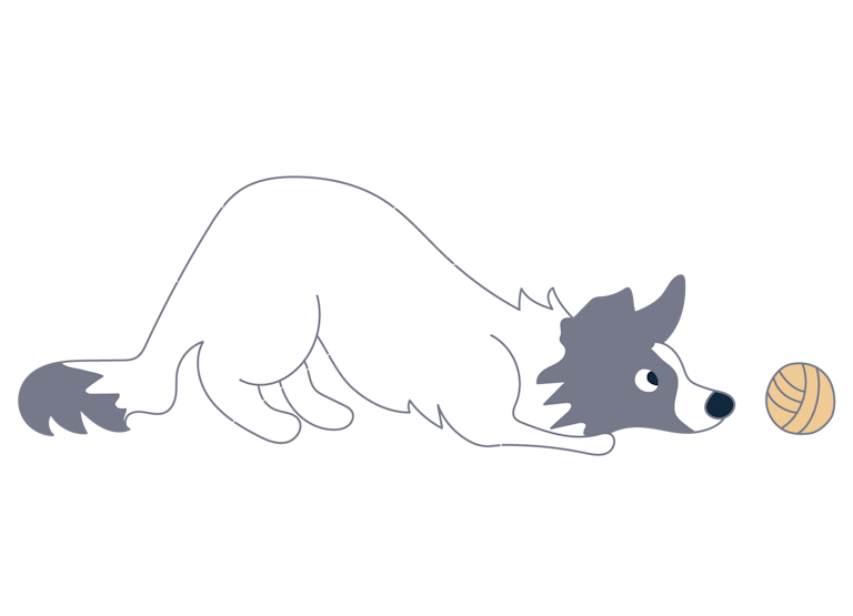 the benefits of raw dog food