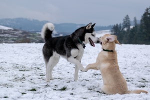 husky and lab type dogs in snow