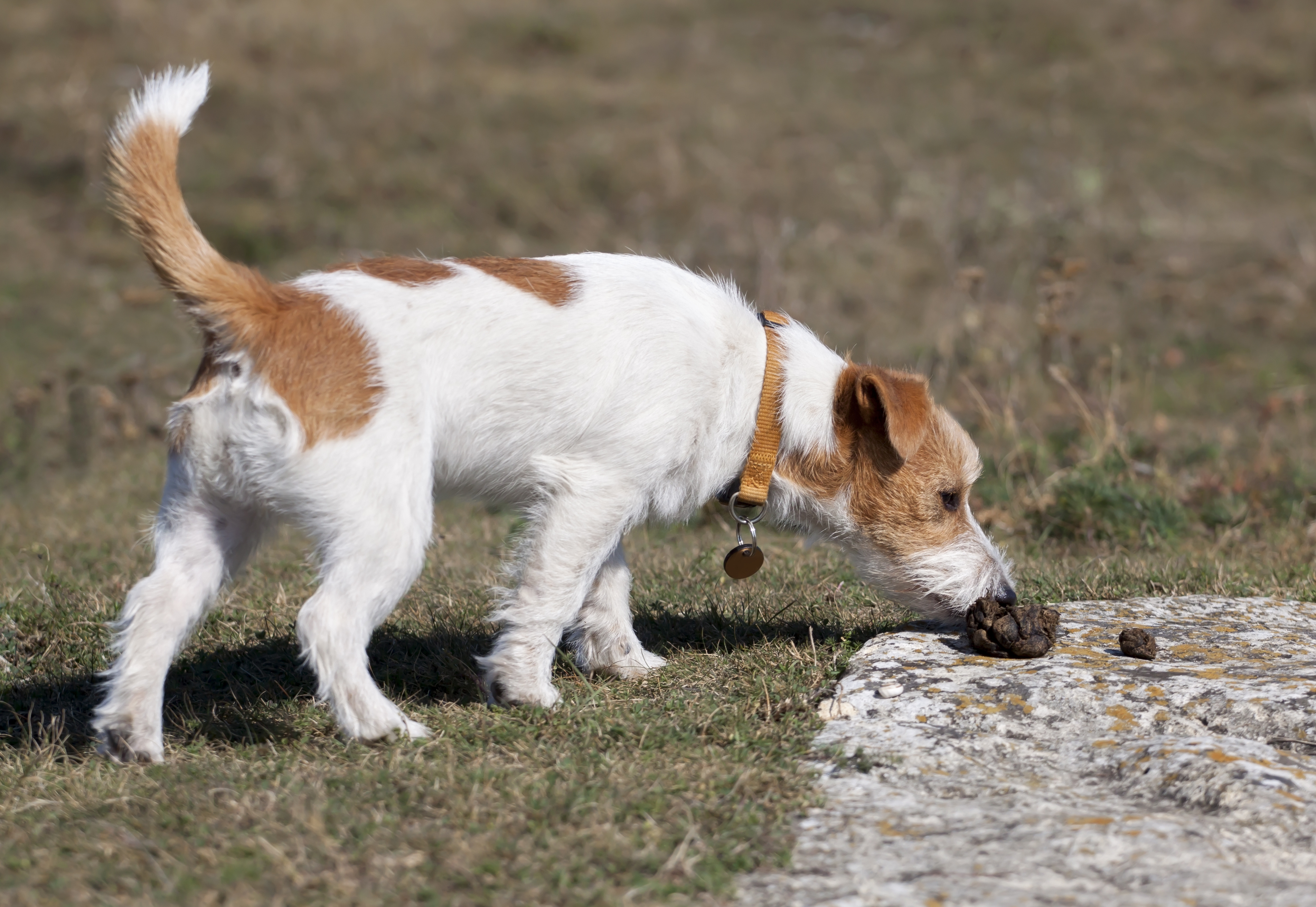what food makes dogs poop