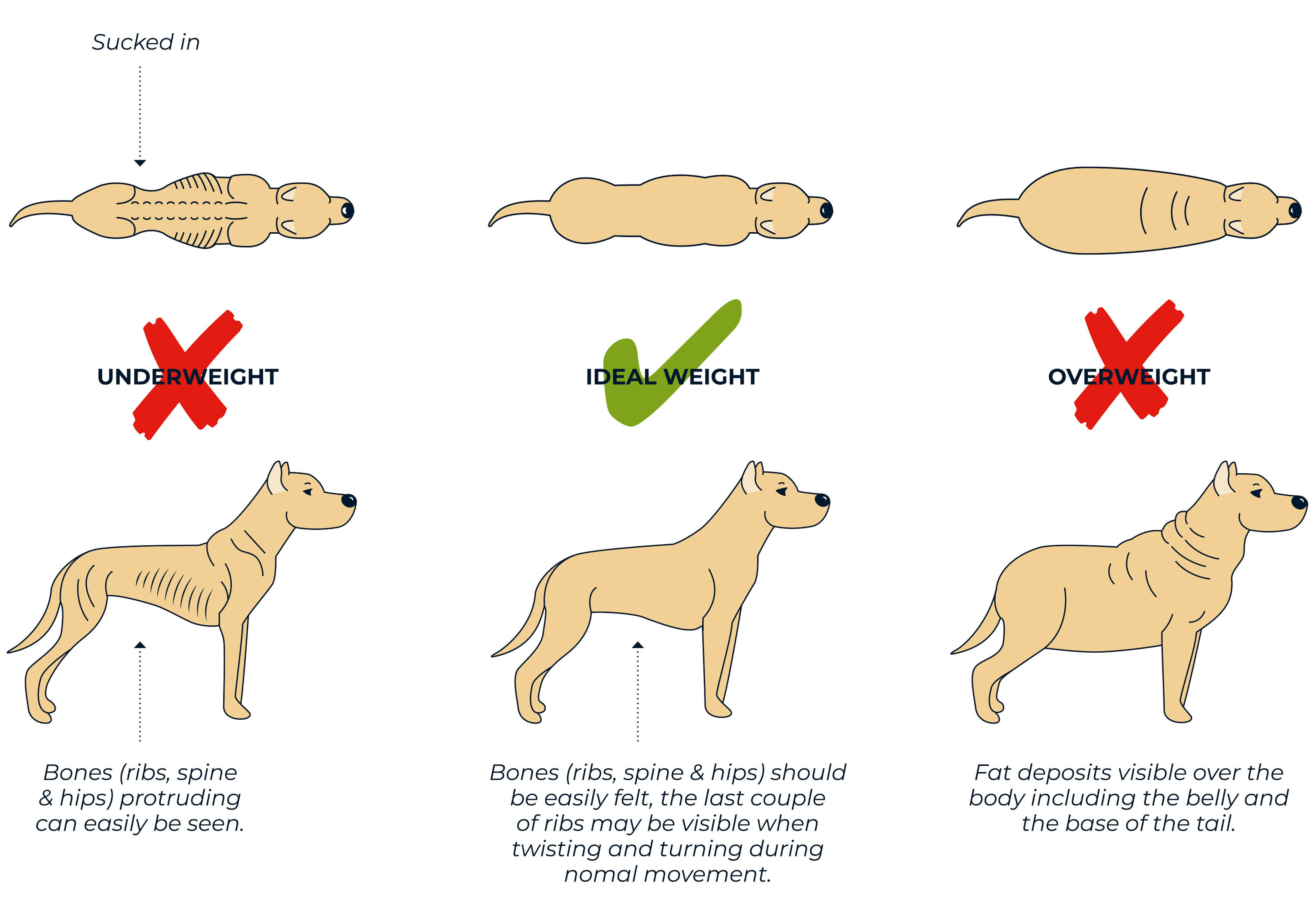 Dog Obesity Guide - Help Your Dog Lose Weight ⋆ Bella ...