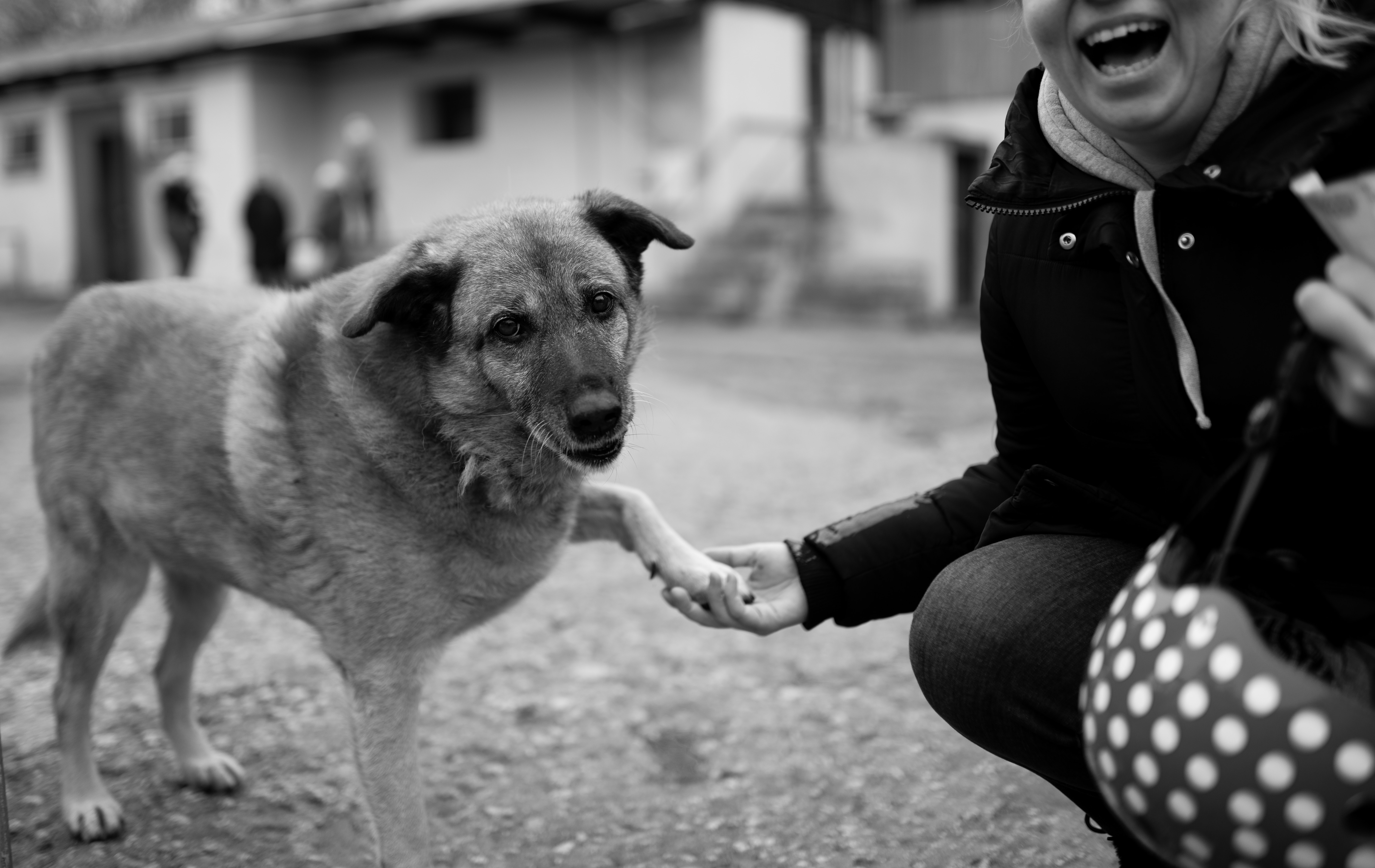 Why dogs help us lead happier Healthier and Longer Lives
