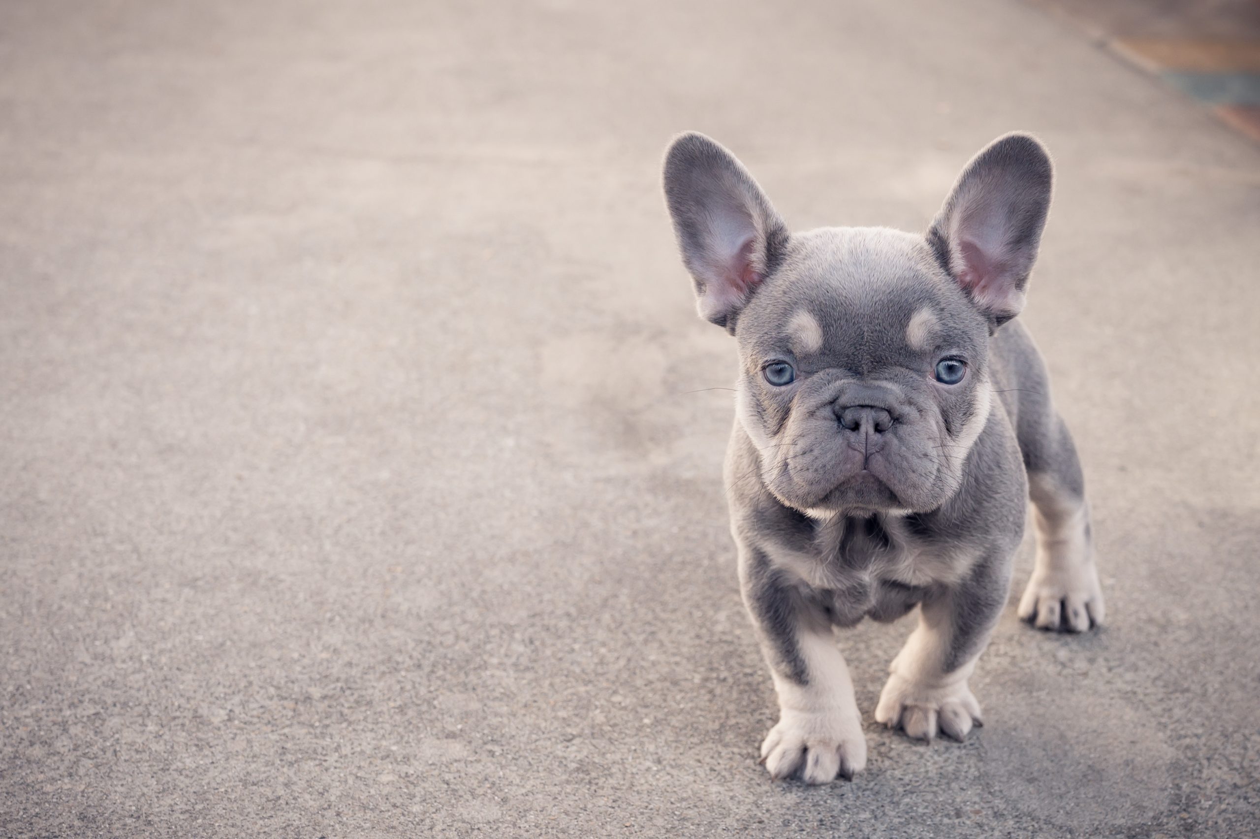 French Bulldog Diet Health Problems Best Food for