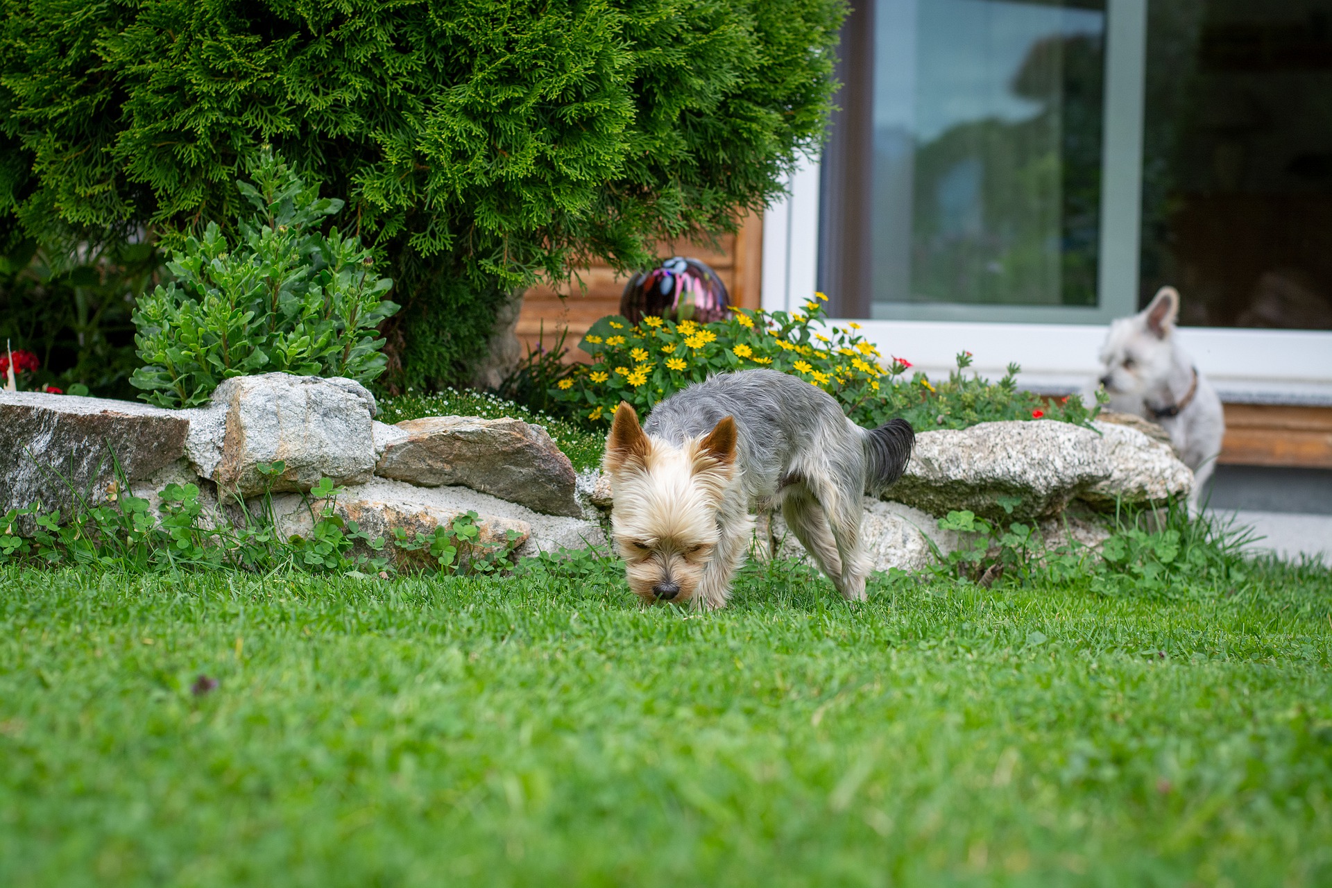 how to stop dogs barking in the garden
