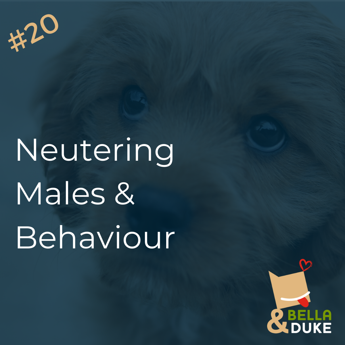 Neutering Male Dogs and Behaviour Issues