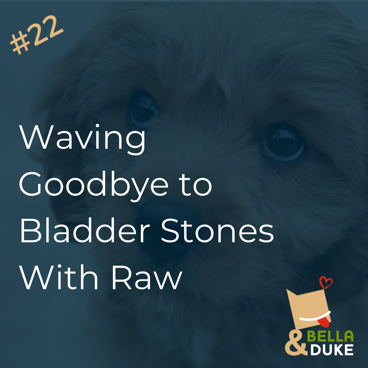 cystine stones dog raw diet