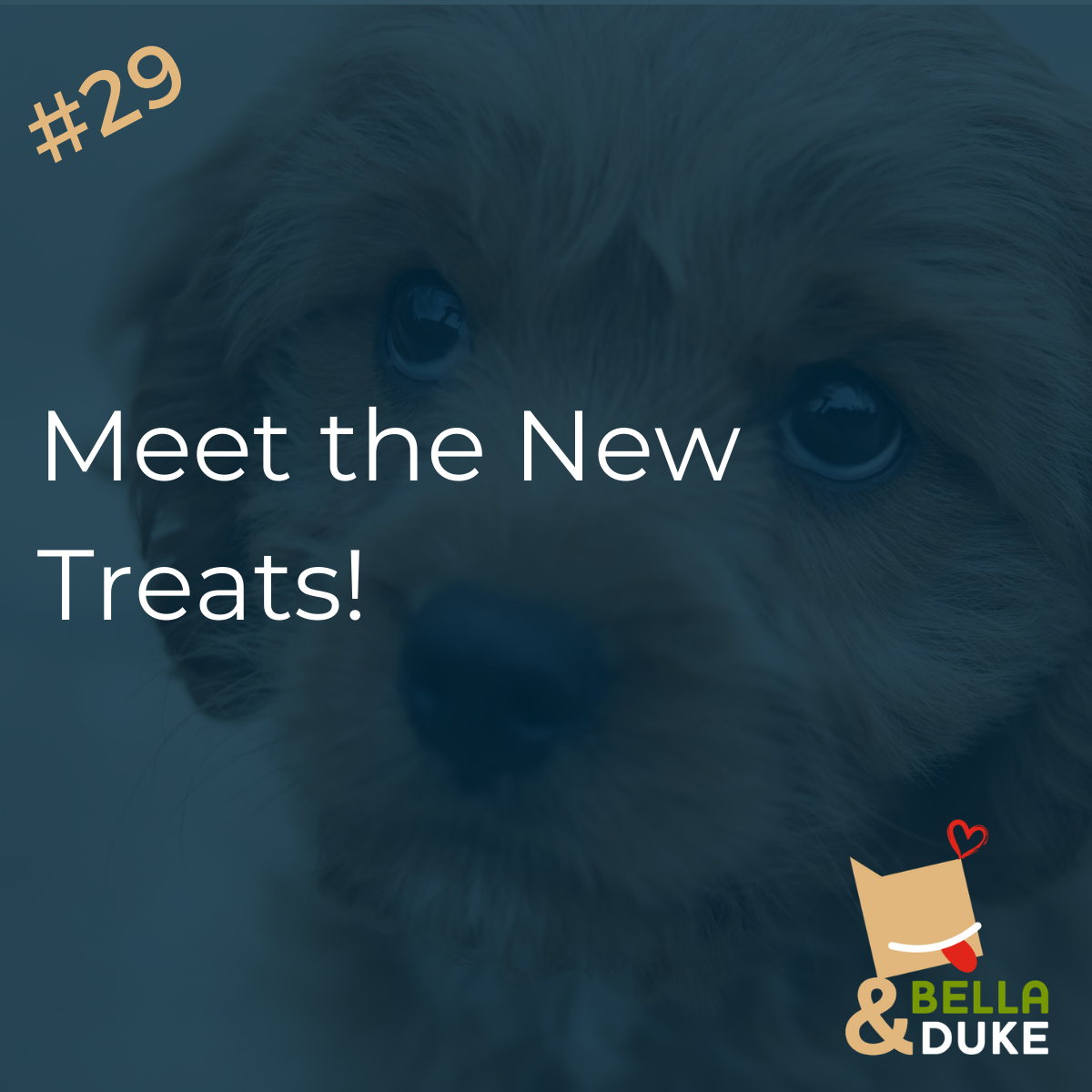 bella and duke treats