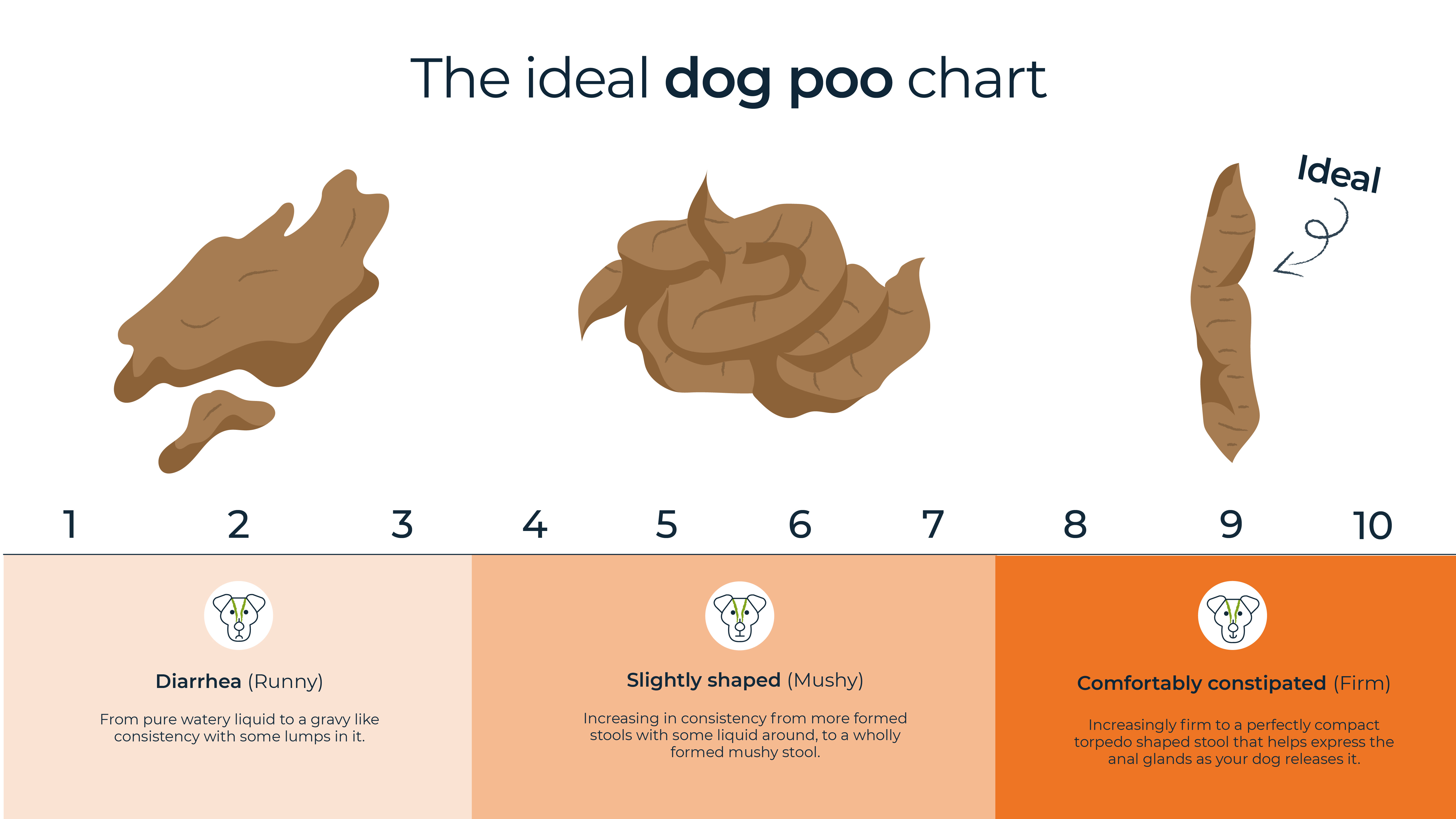 raw food diet dog poop