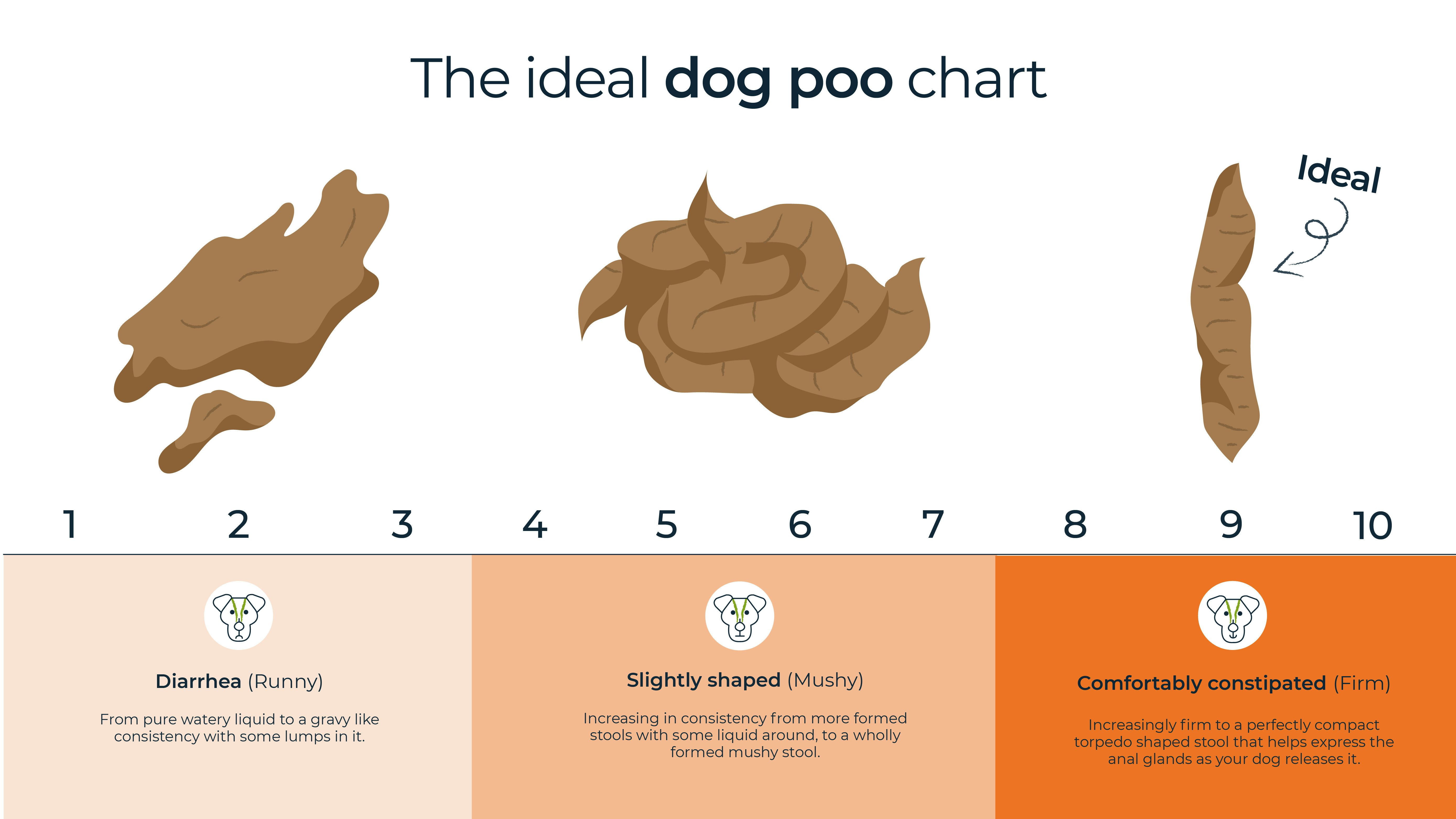 Dog Jobbie How To Make It Perfect ⋆ Bella & Duke Raw Food