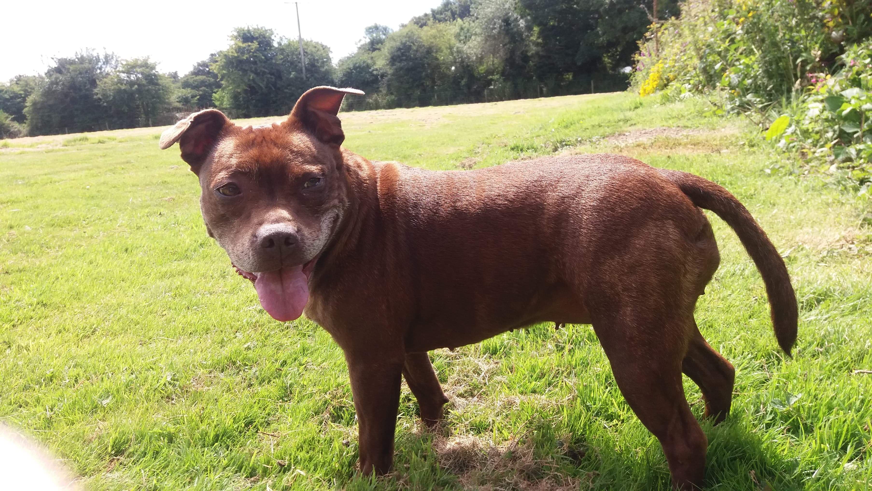 Staffordshire Bull Terrier with Yeast and intestinal
