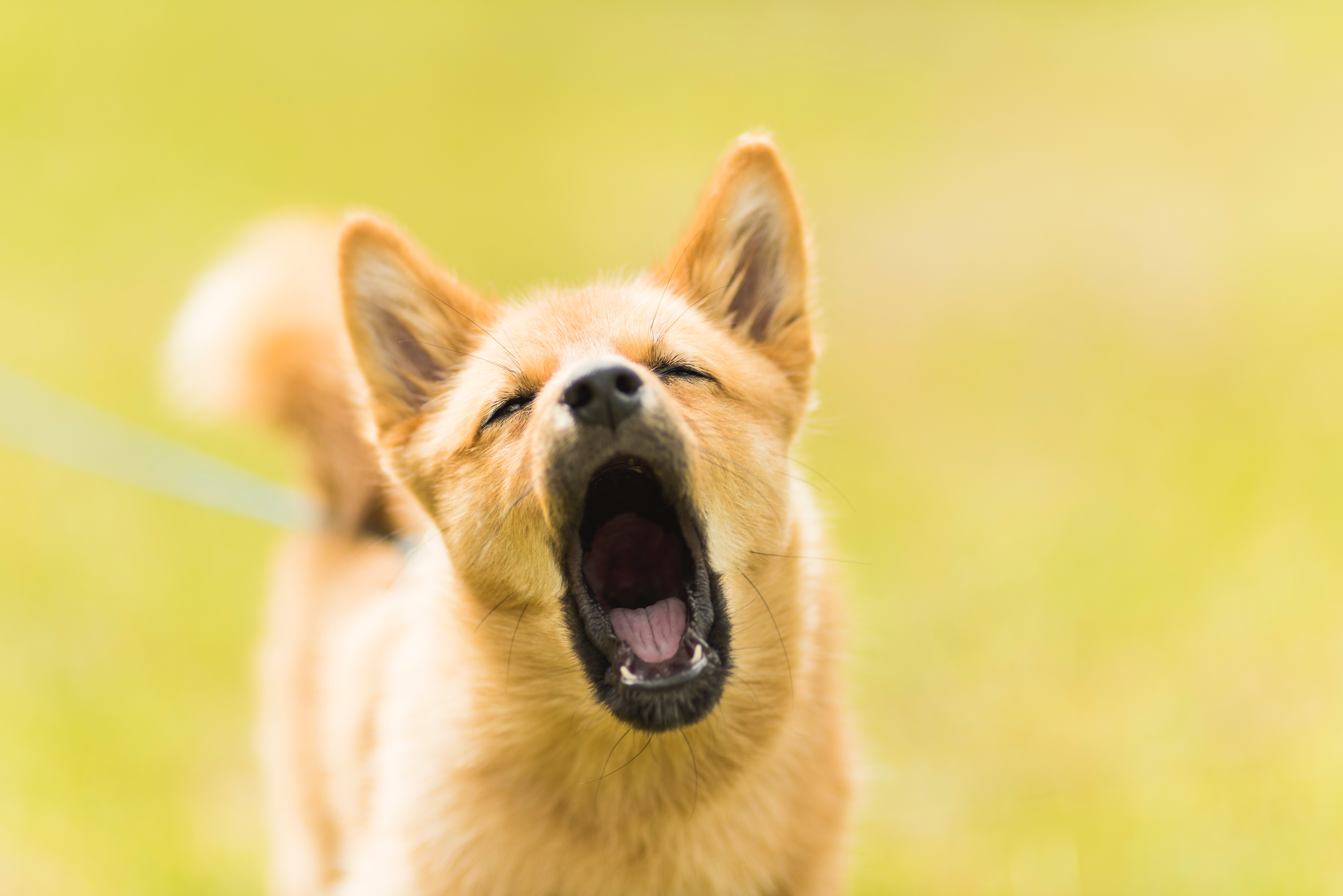 how to stop dogs barking in the garden